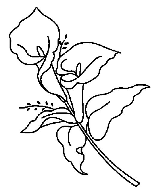 Calla Lily Coloring Pages Lily Coloring Pages Ideas 544x642 Calla Lily Coloring Pages Lily Coloring Pages Ideas