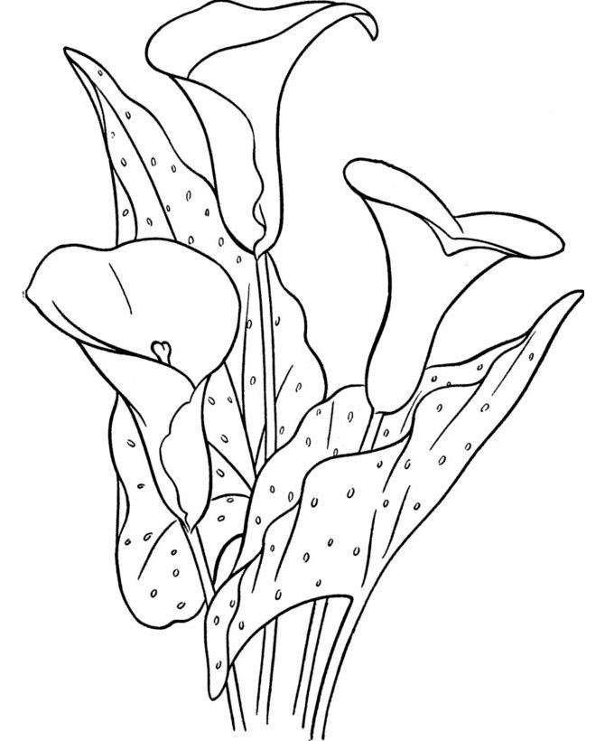 Calla Lily Coloring Pages at GetColorings.com | Free printable ...