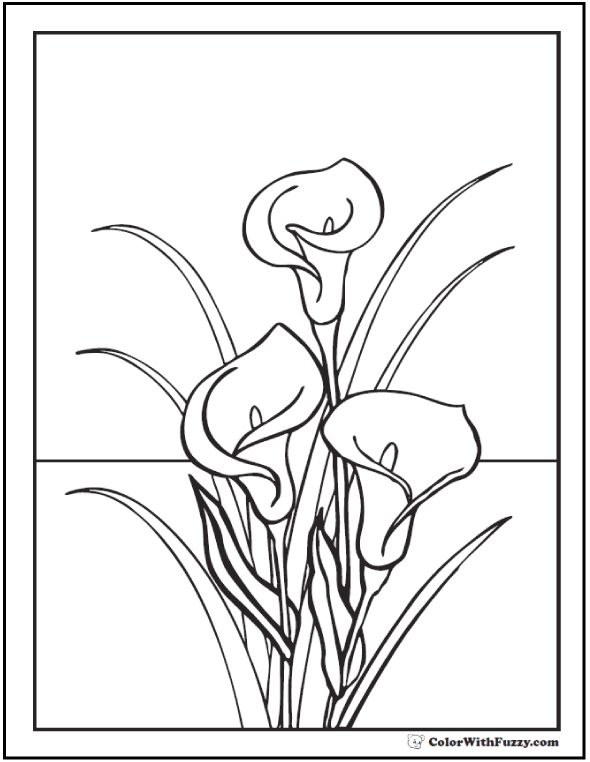 Calla Lily Coloring Pages 590x762 Calla Lily Coloring Pages