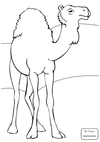 353x500 Camel Coloring Page Medium Size Of Camel Coloring Page Mammals