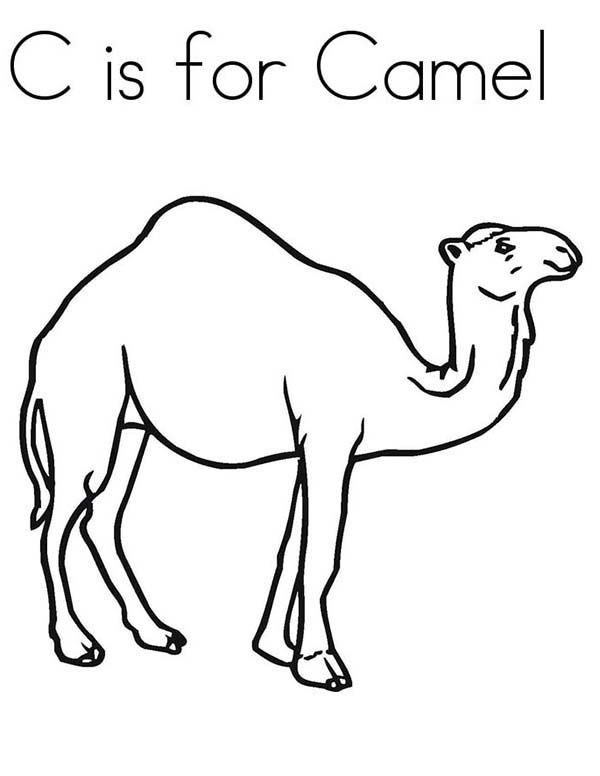 600x776 Camel Coloring Pages For Students