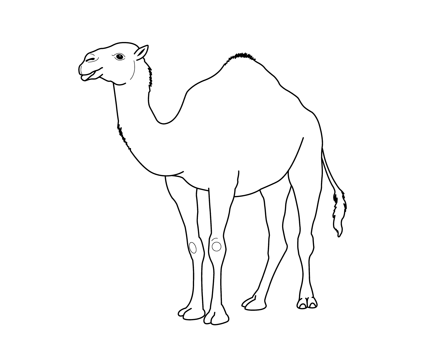 1780x1483 Awesome Camel Coloring Page Collection Printable Coloring Sheet
