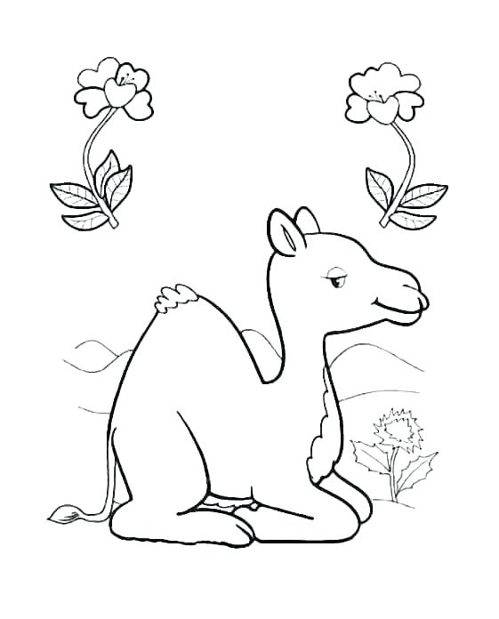561x696 Coloring Pages Camel Coloring Page Drawn Camels Pages Medium Size