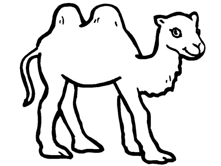 736x552 Mejores 18 De Camel Coloring Pages En