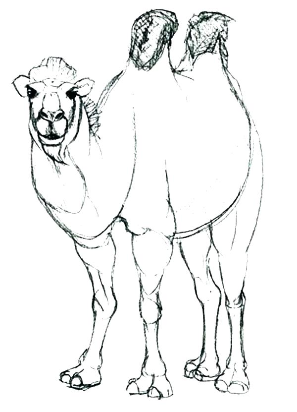 600x831 Camel Coloring Page