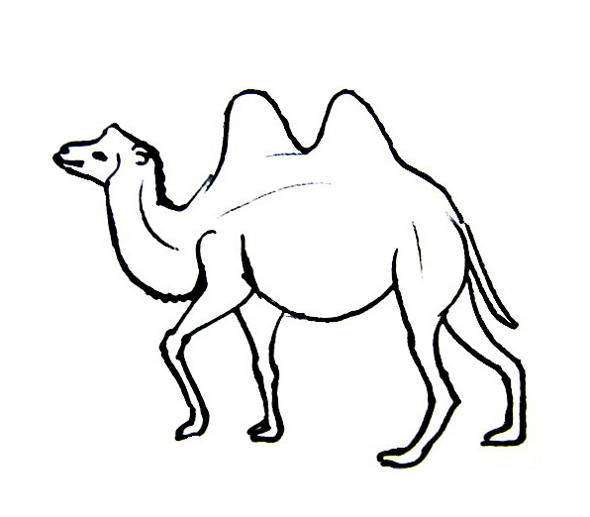 590x517 Camel Coloring Pages For Kids