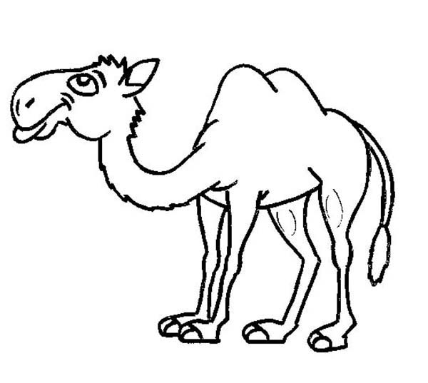 600x537 Camel Coloring Pages To Download And Print For Free