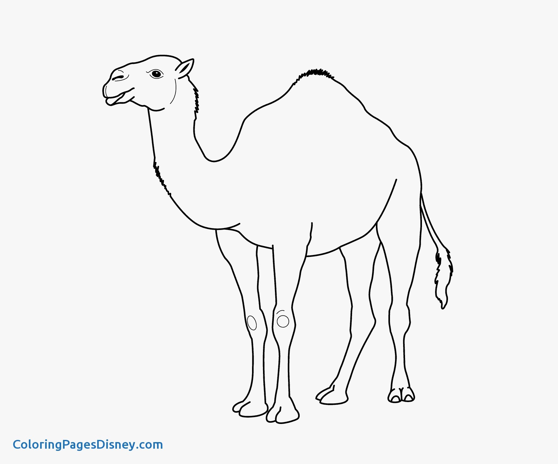 1780x1483 Exclusive Camel Coloring Page 15 D Neat Design