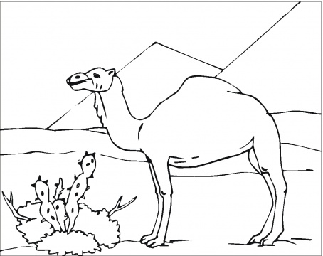 454x360 Kids Awing Of Camel Coloring Page Kids Awing Of Camel 17965