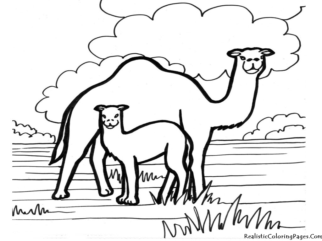 1024x768 Well Suited Ideas Camel Coloring Pages Camel Coloring Pages 3696