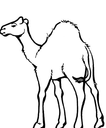425x510 Free Coloring Page Camel For Kids My Father's World