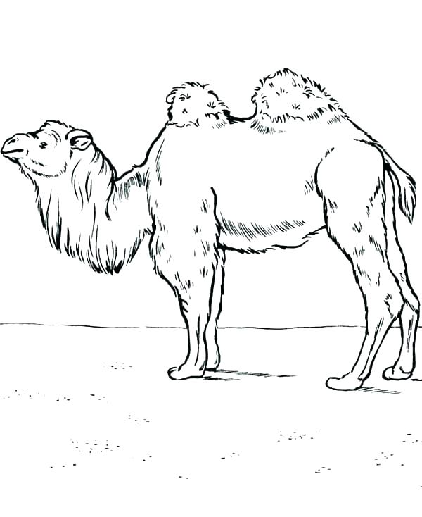 Camel Coloring Page For Kids Camel Coloring Pages Camels Coloring 600x734 Camel Coloring Page For Kids Camel Coloring Pages Camels Coloring