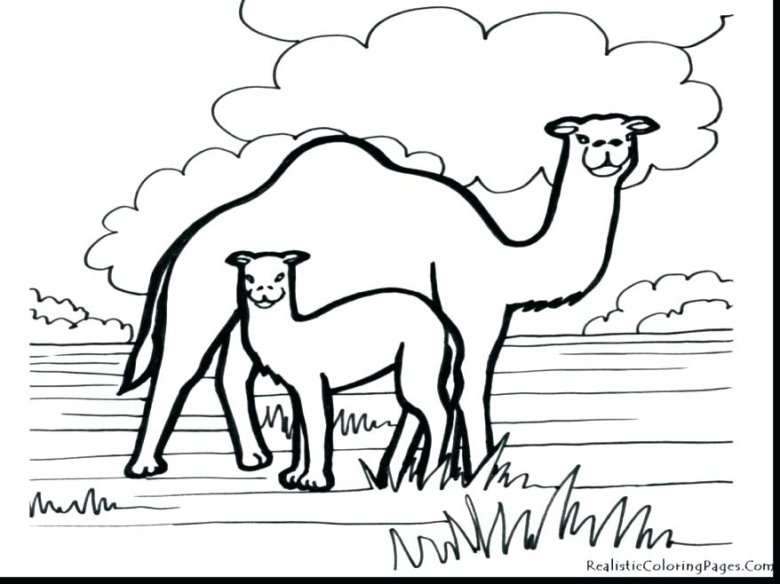 Camel Coloring Page For Kids Coloring Pages Online To Print 878x658 Camel Coloring Page For Kids Coloring Pages Online To Print