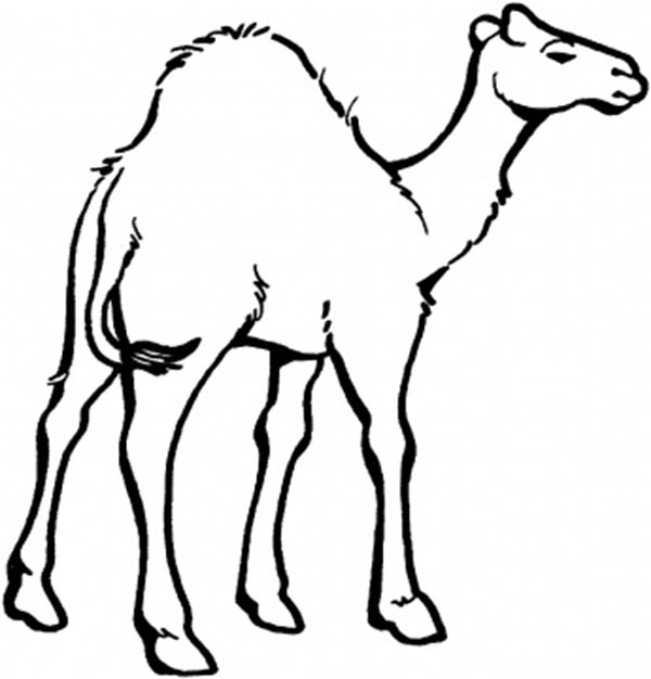 Camel Coloring Page For Kids 600x626 Camel Coloring Page For Kids