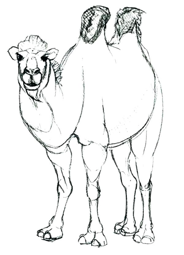 Camel Coloring Pages Camel Coloring Sheet Awesome Animal Camel 600x831 Camel Coloring Pages Camel Coloring Sheet Awesome Animal Camel