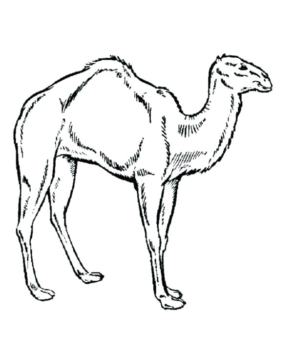 Camel Coloring Pages Camel Coloring Sheet Camel How To Draw 600x734 Camel Coloring Pages Camel Coloring Sheet Camel How To Draw