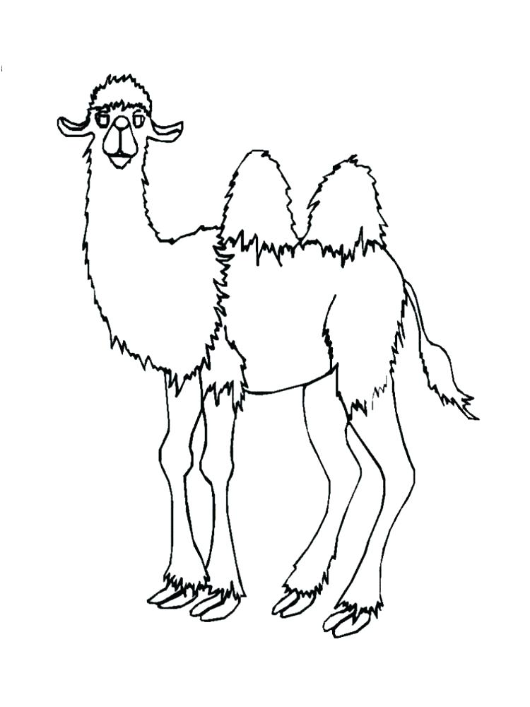 Camel Coloring Sheet Camel Coloring Page Camel Animal Coloring 750x1000 Camel Coloring Sheet Camel Coloring Page Camel Animal Coloring