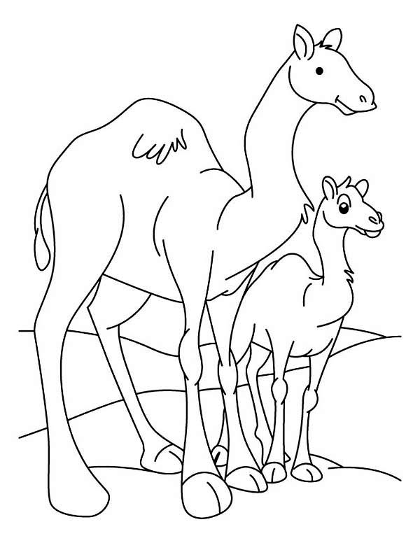 Camel And Baby Camel Coloring Page 600x776 Camel And Baby Camel Coloring Page