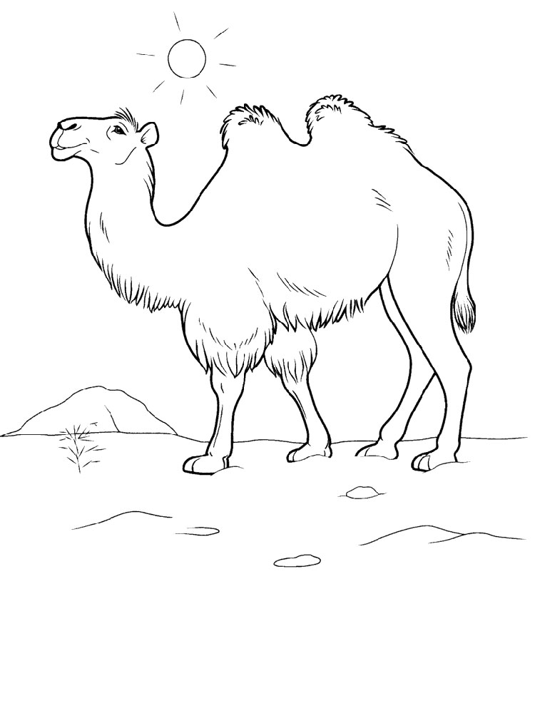 Camel Coloring Pages. Download And Print Camel Coloring Pages 750x1000 Camel Coloring Pages. Download And Print Camel Coloring Pages