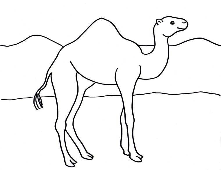 Camel Coloring Page 760x584 Camel Coloring Page
