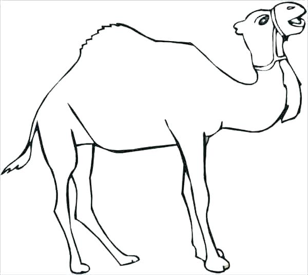 Camel Coloring Page Camels Coring Pages S S Camel Coring Pages 600x535 Camel Coloring Page Camels Coring Pages S S Camel Coring Pages
