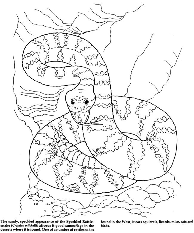 Desert Coloring Pages For Kids Az Coloring Pages Coloring Pages 650x780 Desert Coloring Pages For Kids Az Coloring Pages Coloring Pages