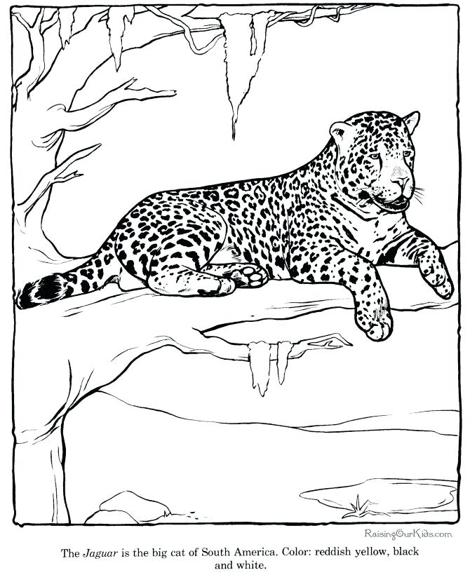 670x820 Sky Leopard Coloring Sheets Free To Print Sky Leopard Coloring