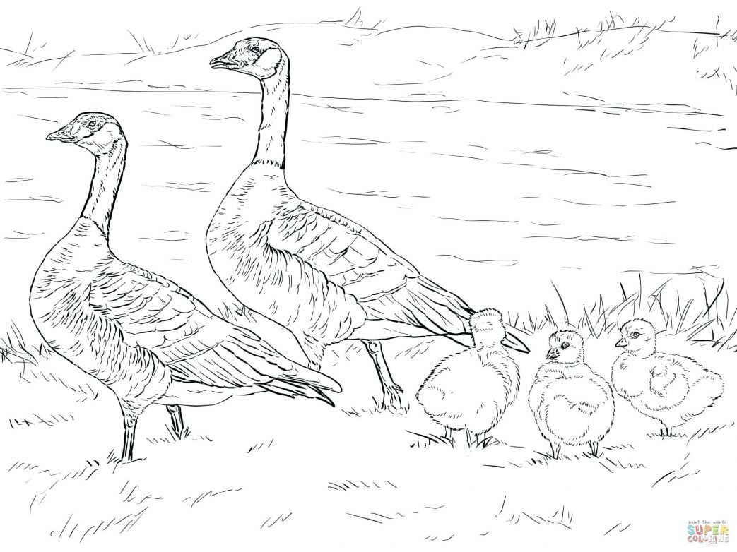1043x782 Flying Goose Coloring Page Well Hero Pages Canada Stock
