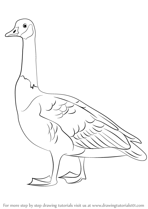 598x843 Learn How To Draw A Canada Goose (Birds) Step By Step Drawing