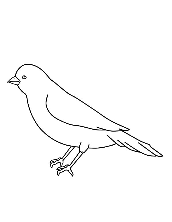 600x776 Canary Bird Outline Coloring Pages Canary Bird Outline Coloring