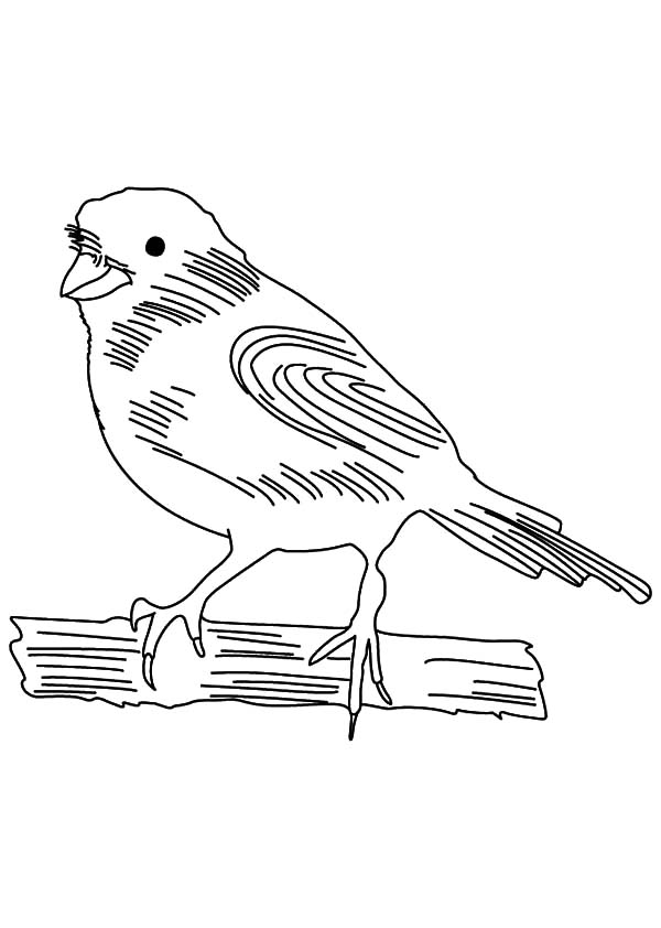 600x842 Canary Bird Sketch Coloring Pages Best Place To Color