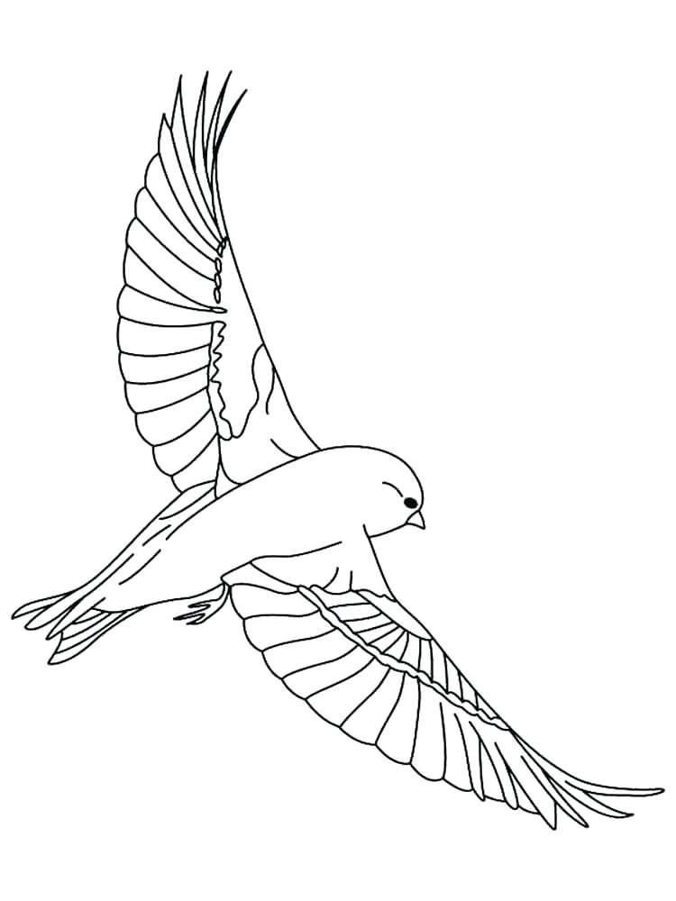 750x1000 Bird Outlines Colouring Pages Canary Outline Coloring Best Place