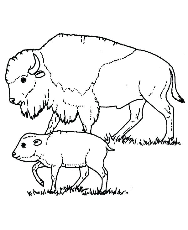 600x734 Buffalo Coloring Page Blue Buffalo Coloring Pages Preschool