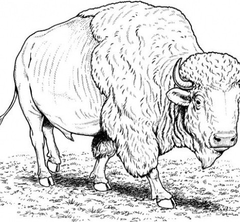 468x433 Buffalo Coloring Pages From Coloringpages Com Embroidery