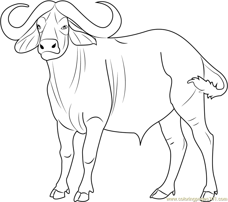 800x710 Cape Buffalo Coloring Page