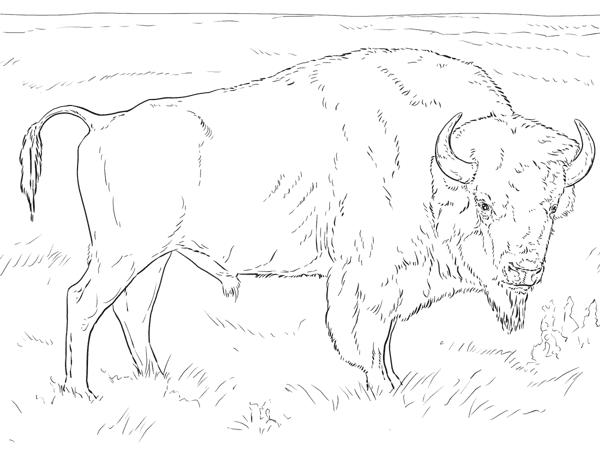 1200x900 Real Heavy Machines 10 Buffalo Coloring Pages Cliparts