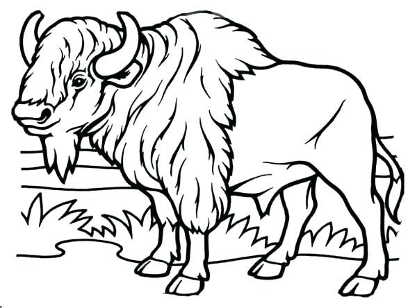 600x444 Buffalo Coloring Page Bison Coloring Pages Bison Coloring Page