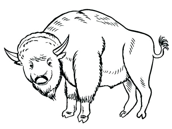 600x450 Buffalo Coloring Page Bison Coloring Pages Buffalo Coloring Pages