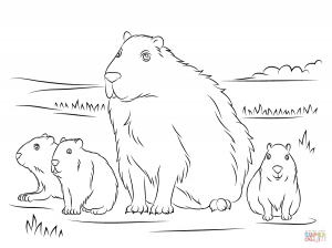 Free Printable Capybara Coloring Pages 300x224 Free Printable Capybara Coloring Pages
