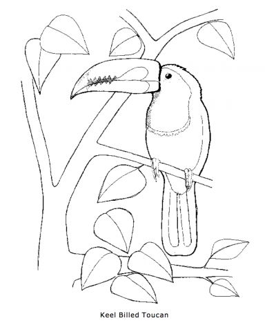 Keel Billed Toucan Coloring Page Rainforest Alliance 400x487 Keel Billed Toucan Coloring Page Rainforest Alliance
