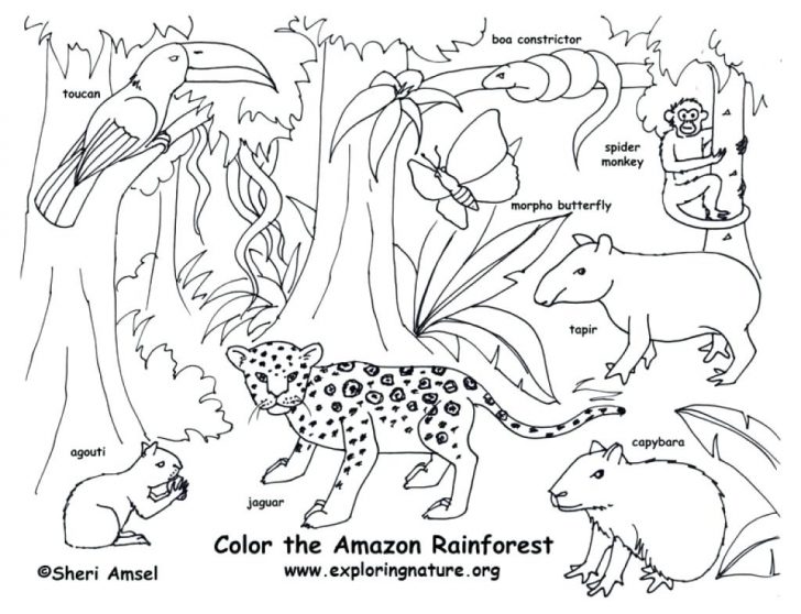 Rainforest Animal Coloring Page Animals Pages Rain Forest Color 728x558 Rainforest Animal Coloring Page Animals Pages Rain Forest Color