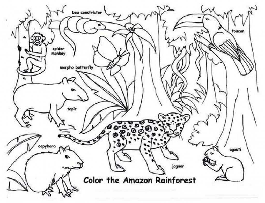 Rainforest Animal Coloring Pages Printable Coloring For Kids 2018 1024x785 Rainforest Animal Coloring Pages Printable Coloring For Kids 2018