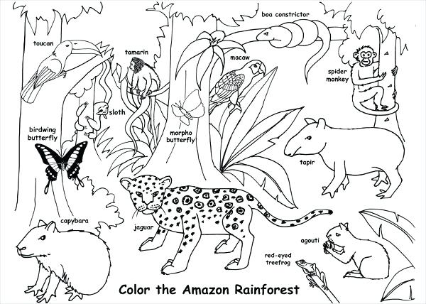 9 Jungle Coloring Pages Jpg Ai Illustrator Download Free Jungle 600x428 9 Jungle Coloring Pages Jpg Ai Illustrator Download Free Jungle