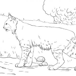 Food Chain Coloring Pages Higher Resolution Pdf For Downloading 308x308 Food Chain Coloring Pages Higher Resolution Pdf For Downloading