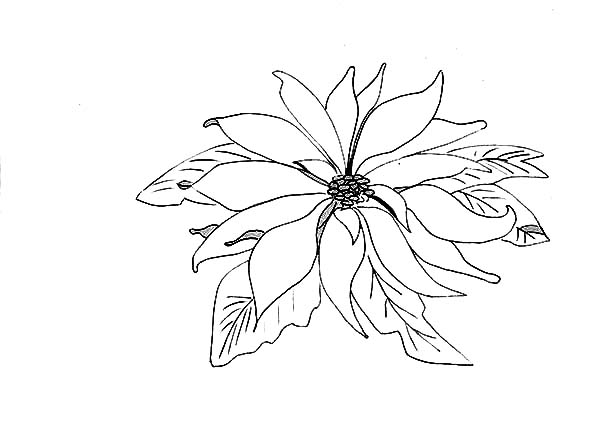 Picture Of Poinsettia Coloring Page Color Luna 600x425 Picture Of Poinsettia Coloring Page Color Luna