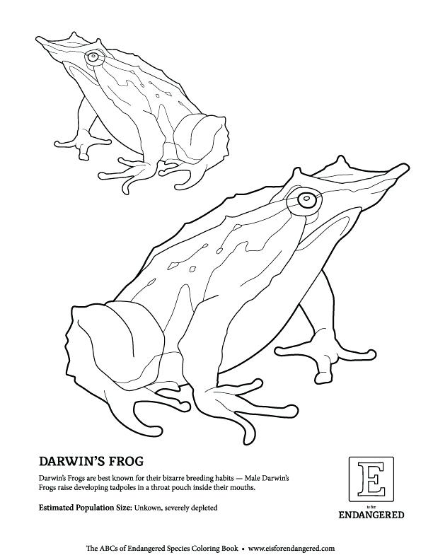Endangered Animals Colouring Pages Golden Lion Colouring Page Free 612x792 Endangered Animals Colouring Pages Golden Lion Colouring Page Free