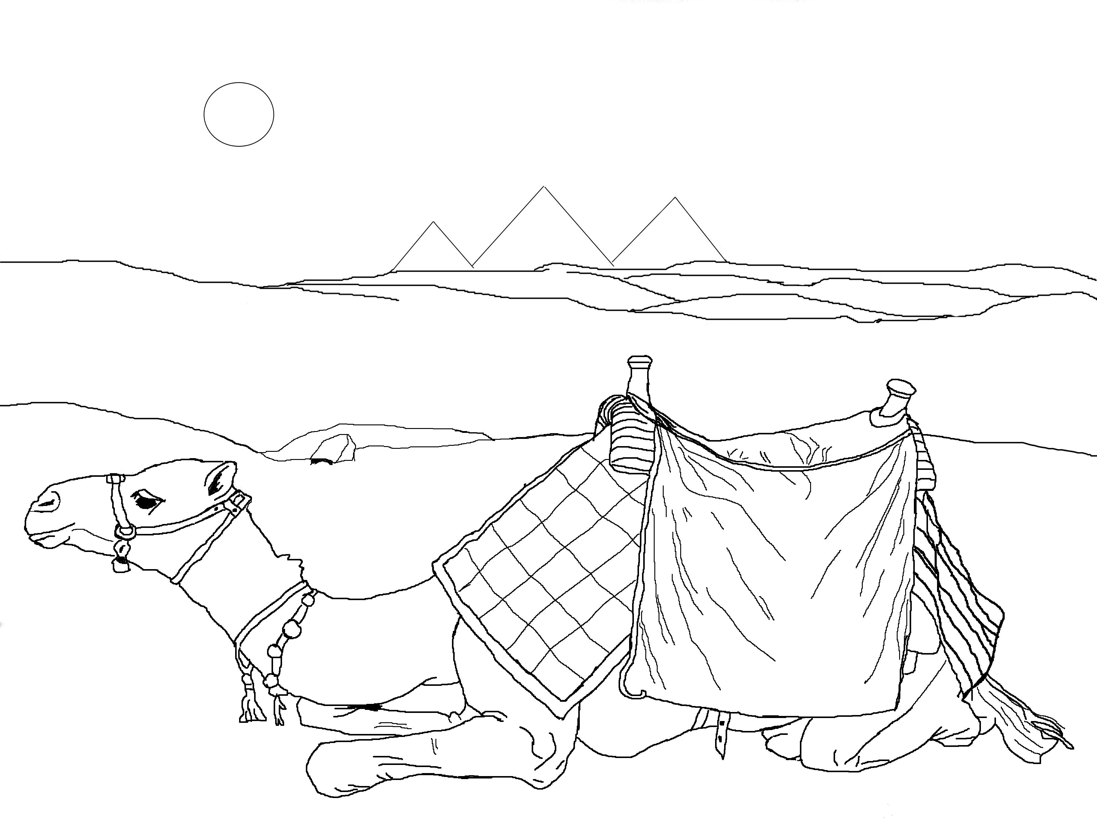 Neat Design Camel Coloring Pages Kids Page 3648x2736 Neat Design Camel Coloring Pages Kids Page