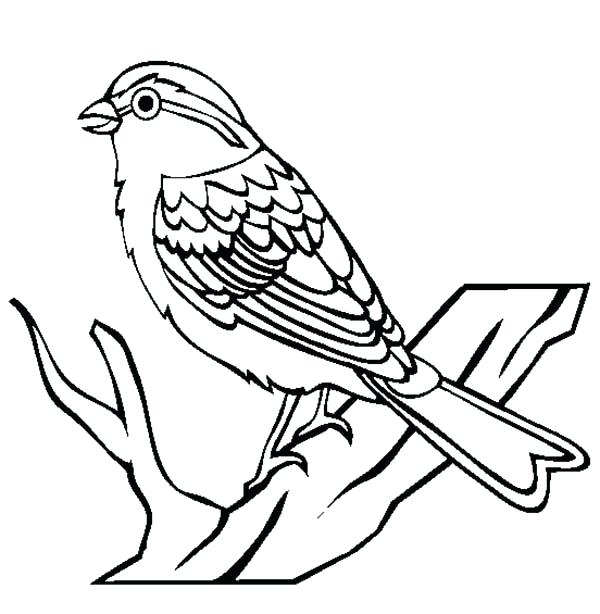 Cardinal Bird Coloring Page Chipping Sparrow Bird Coloring Page 600x614 Cardinal Bird Coloring Page Chipping Sparrow Bird Coloring Page