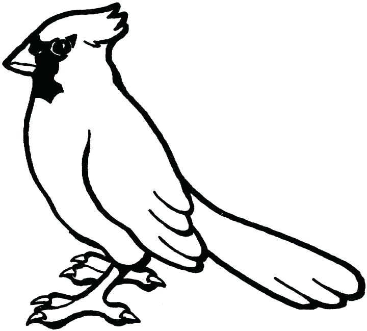 Cardinal Bird Coloring Page Printable Pages A Preschool Wisekids 720x649 Cardinal Bird Coloring Page Printable Pages A Preschool Wisekids