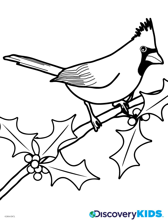 Cardinal Coloring Page 648x864 Cardinal Coloring Page